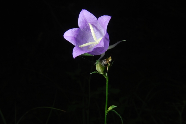 campanula